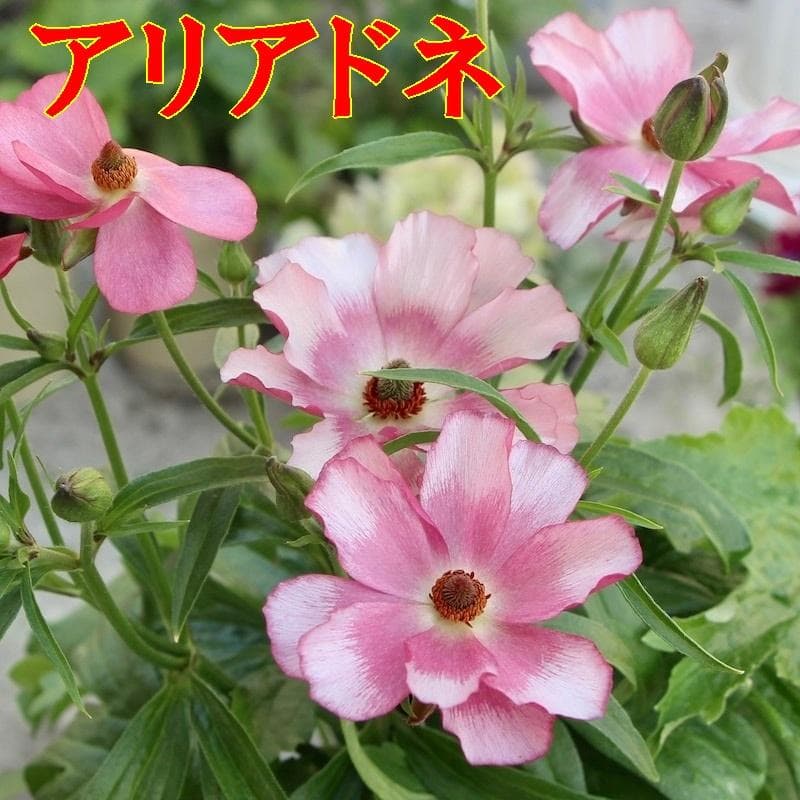 NEO　　ラナンキュラス ラックス 　6鉢