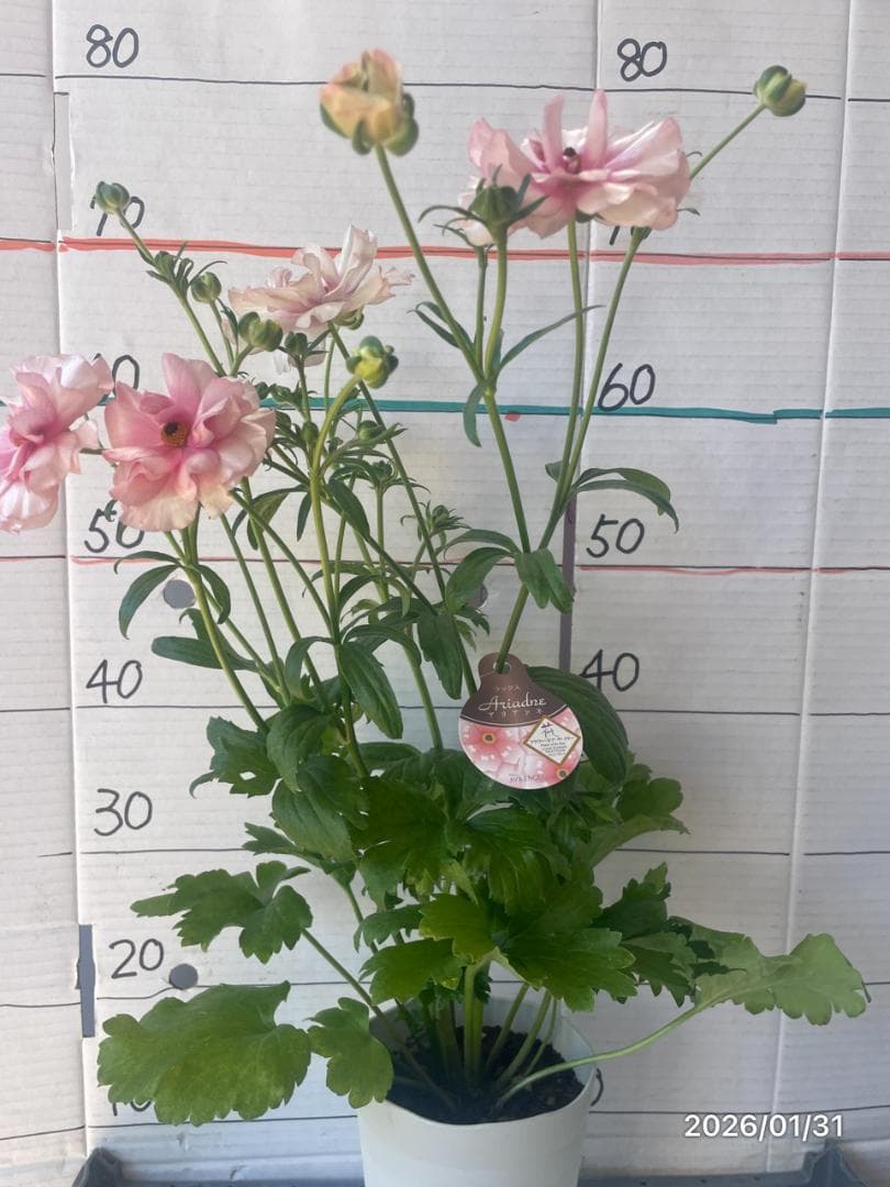 NEO　　ラナンキュラス ラックス 　6鉢