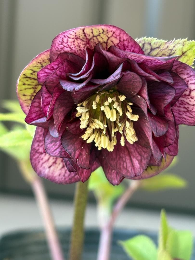 【mirakohujinさま専用】　認定　アンティークアフロディーテ