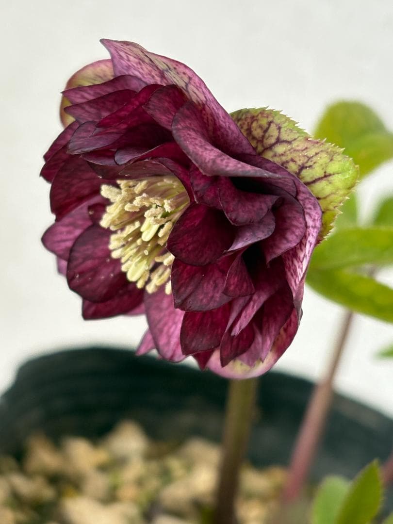 【mirakohujinさま専用】　認定　アンティークアフロディーテ