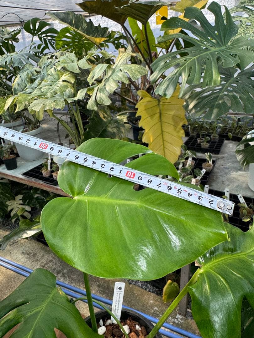 モンステラ　デリシオーサ　抹茶斑入り　グリーンオングリーン　美遺伝子株