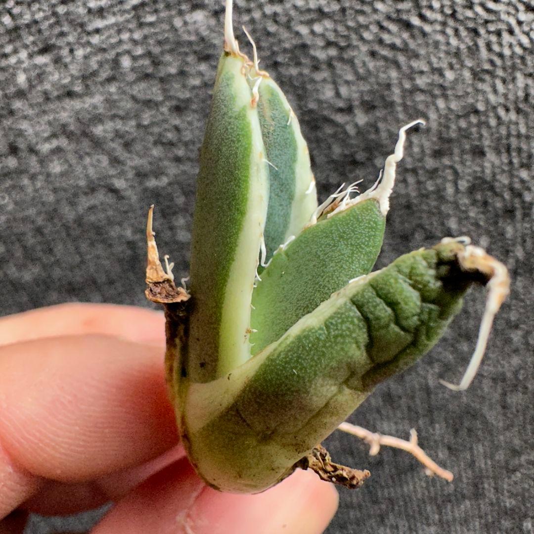 2186アガベ SAD 南アフリカダイヤモンド錦 覆輪斑 永久斑 7株セット