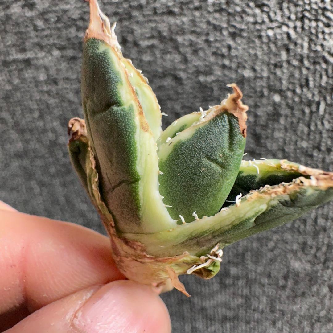 2186アガベ SAD 南アフリカダイヤモンド錦 覆輪斑 永久斑 7株セット