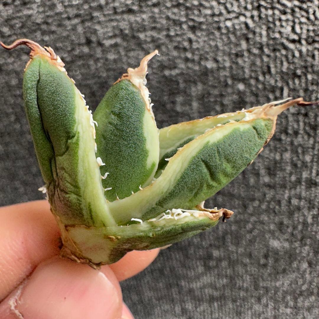 2186アガベ SAD 南アフリカダイヤモンド錦 覆輪斑 永久斑 7株セット