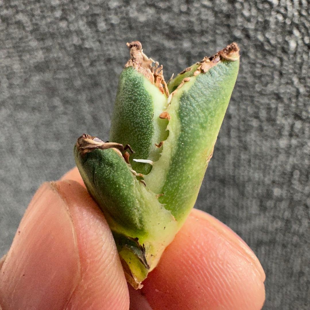 2186アガベ SAD 南アフリカダイヤモンド錦 覆輪斑 永久斑 7株セット