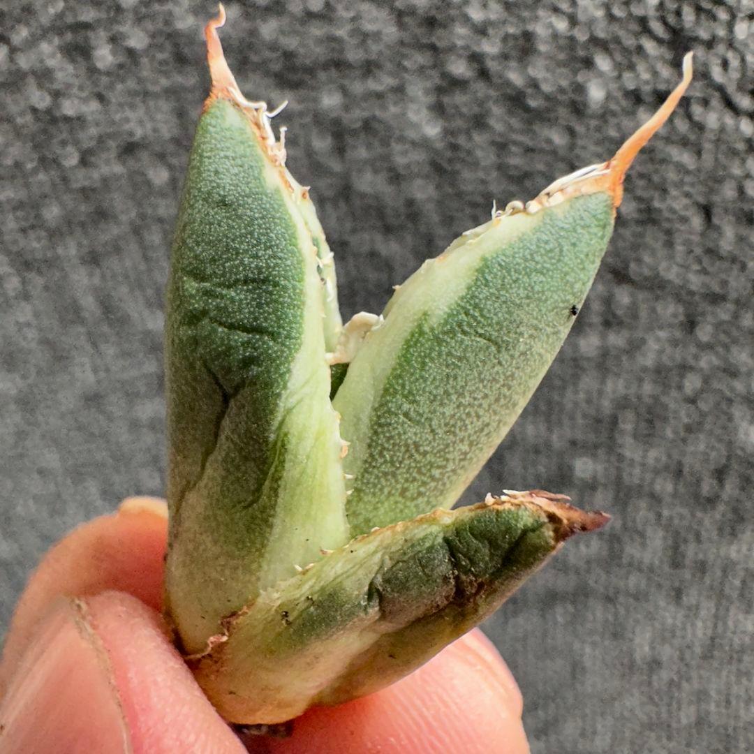 2186アガベ SAD 南アフリカダイヤモンド錦 覆輪斑 永久斑 7株セット