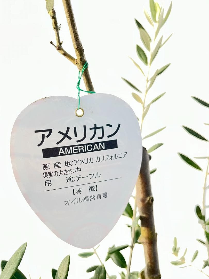 オリーブの木　アメリカン　5号　約65cm　NO.844　希少品種　現品掲載