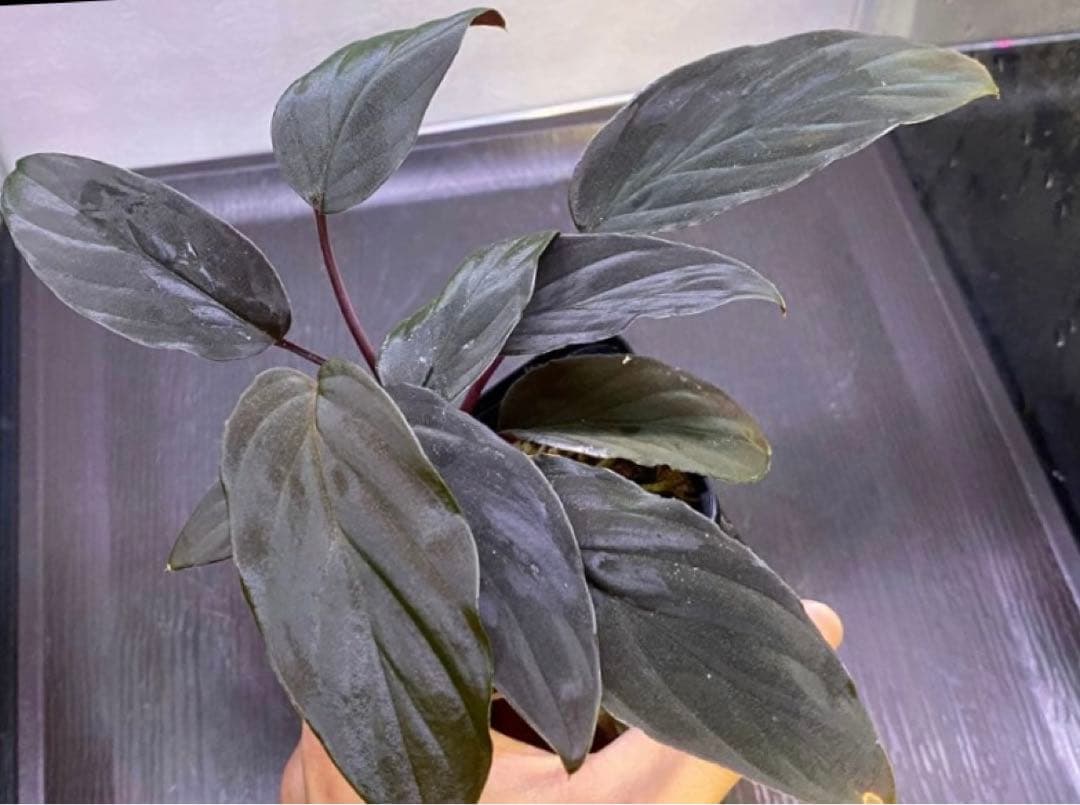 松Homalomena sp.\"Black Velvet\" [KN便]など