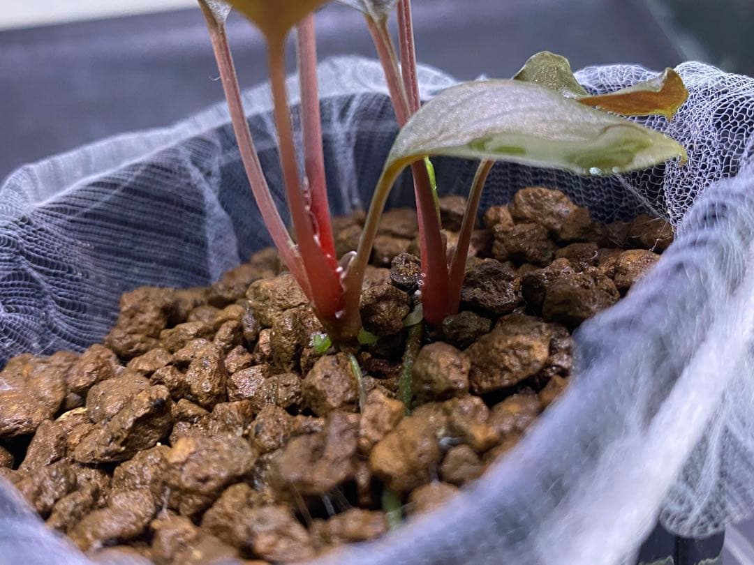 松Homalomena sp.\"Black Velvet\" [KN便]など