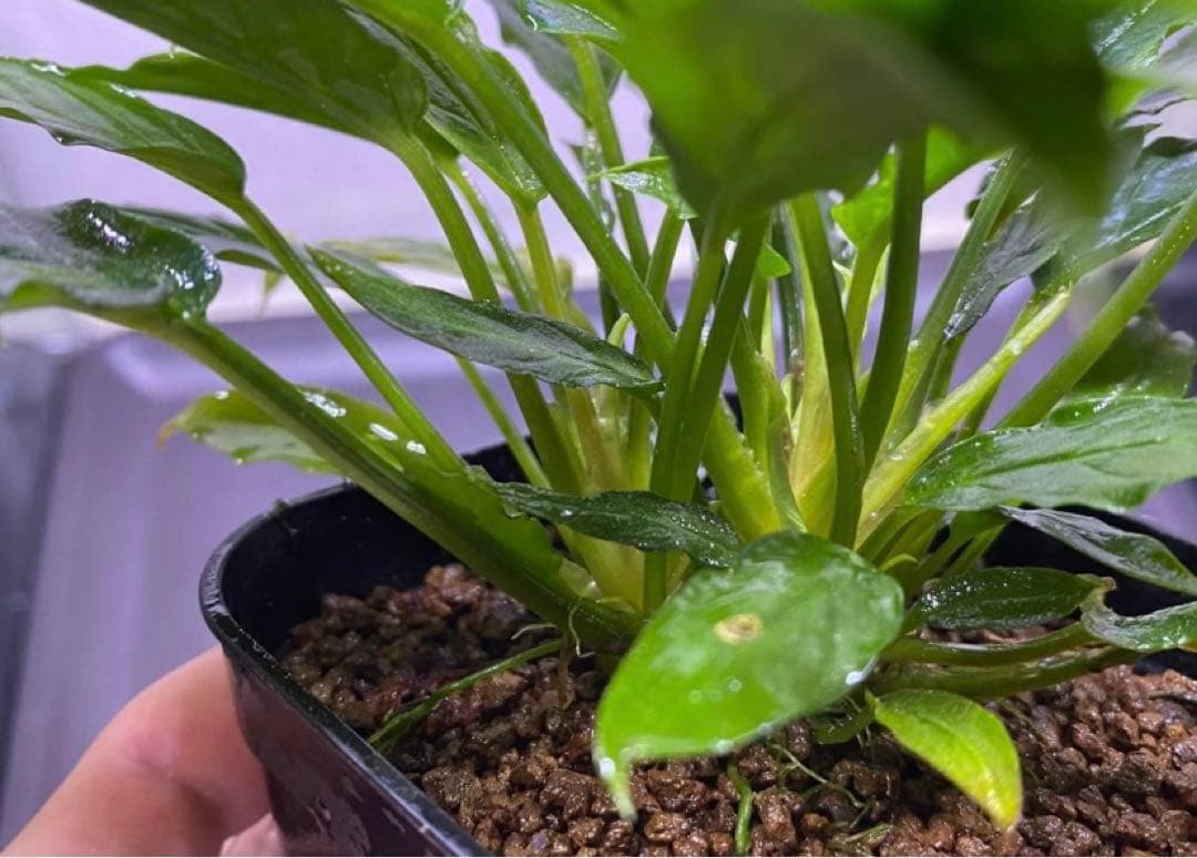 松Homalomena sp.\"Black Velvet\" [KN便]など