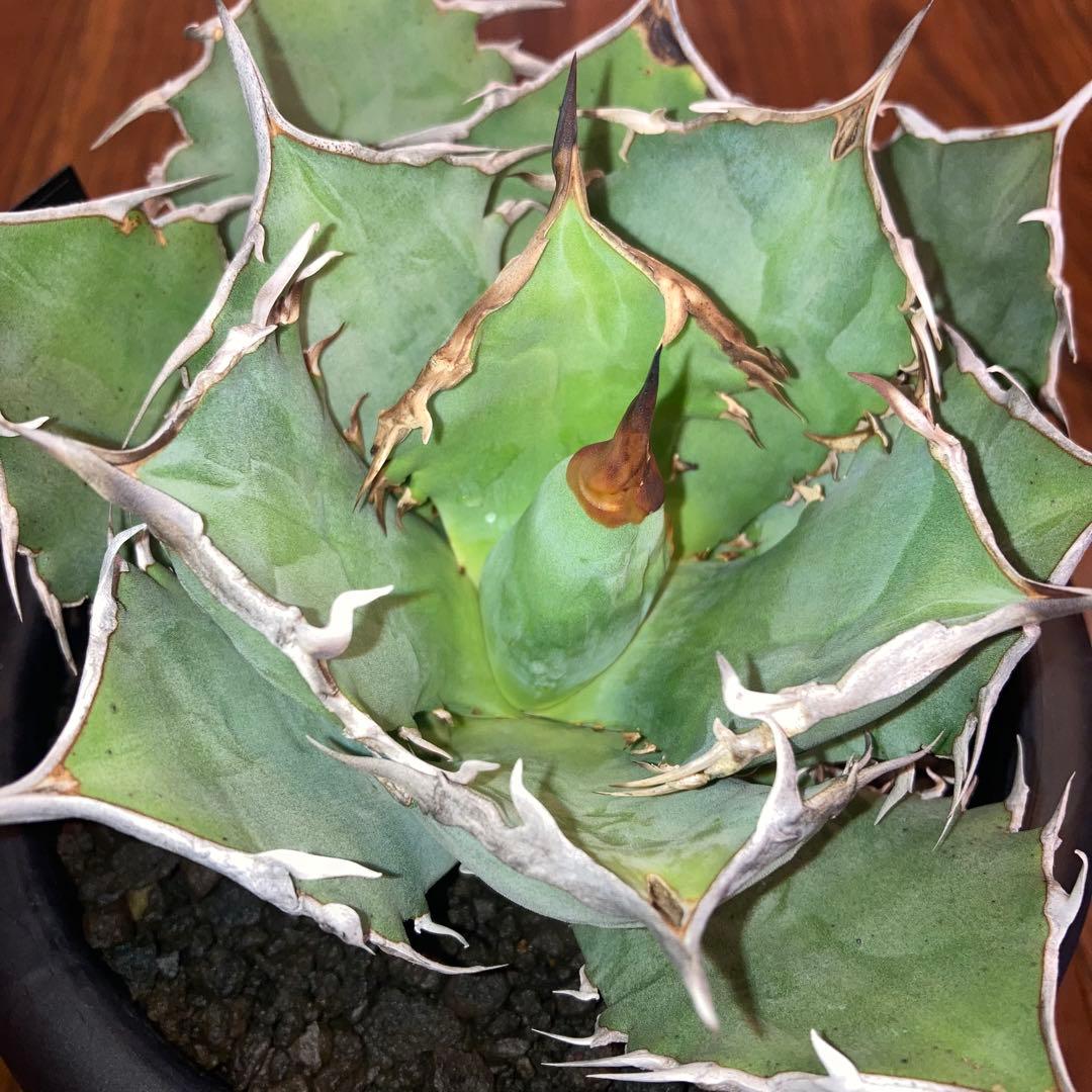 アガベ オテロイ オアハカ メキシコ産 現地株【現品・菊鉢付タグ付・メルカリ便】