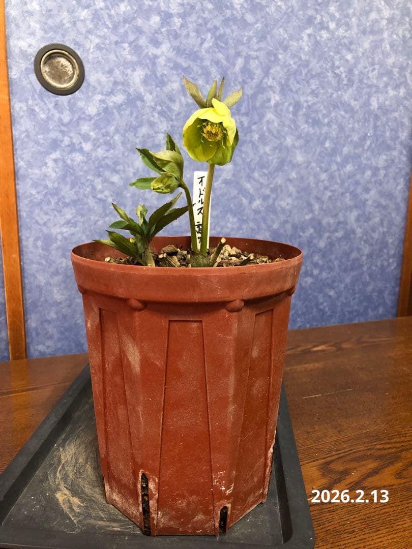 クリスマスローズ　原種　オドルス　緑　シングル　香り