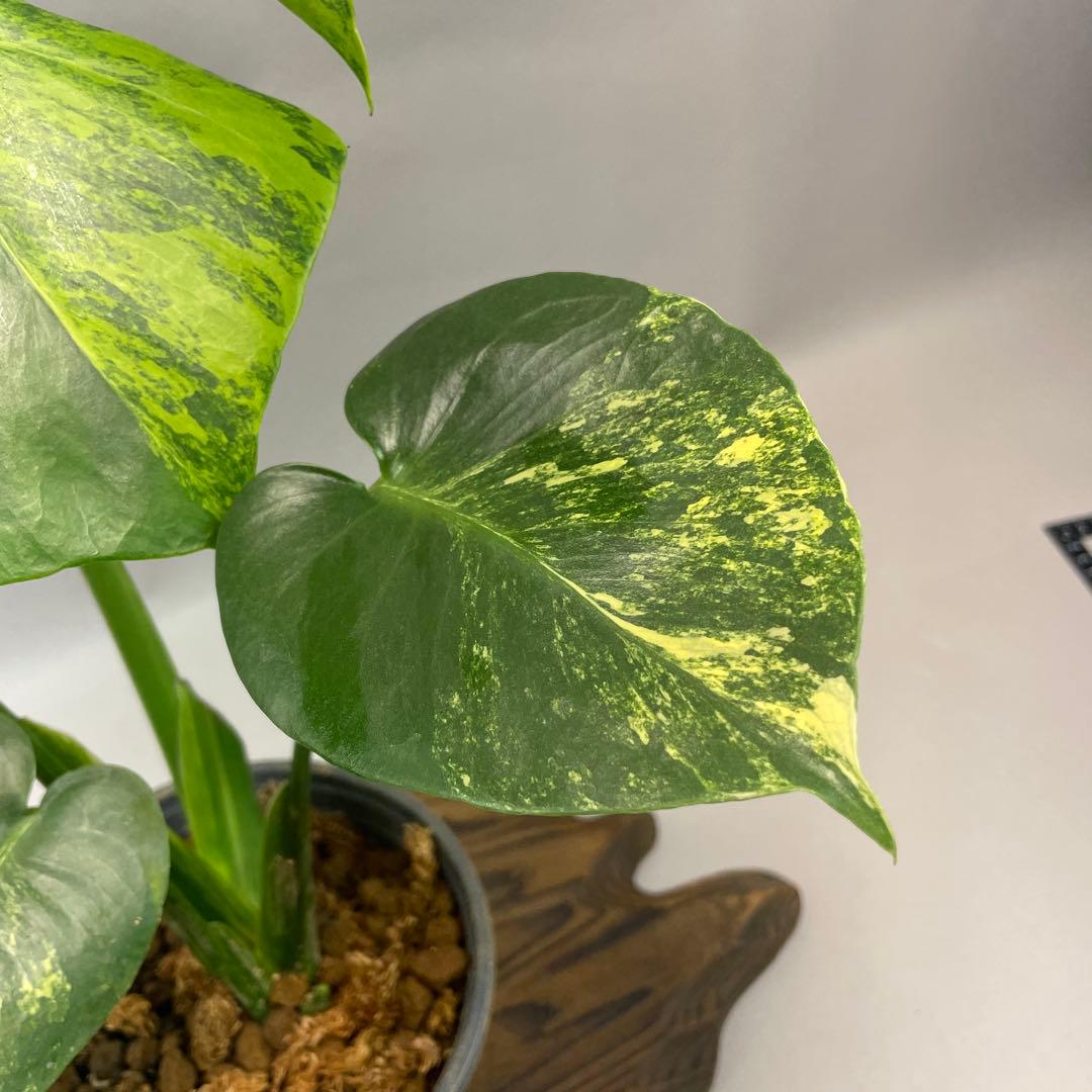 ぽ*ん様 lsw685モンステラデリシオーサ イエローマリリン