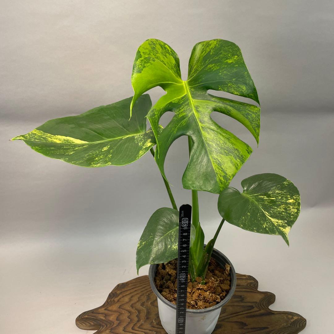 ぽ*ん様 lsw685モンステラデリシオーサ イエローマリリン