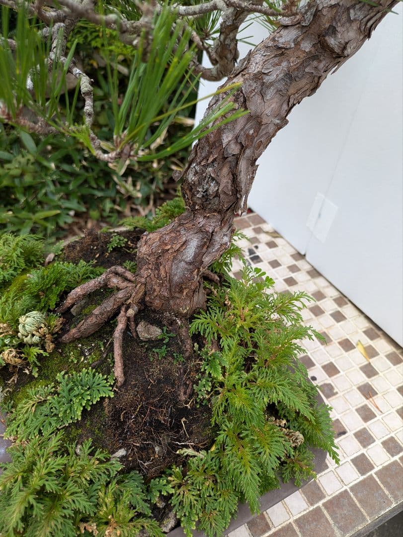 松の盆栽 中型 自然風　　　　樹齢50年から60年経って居ます。