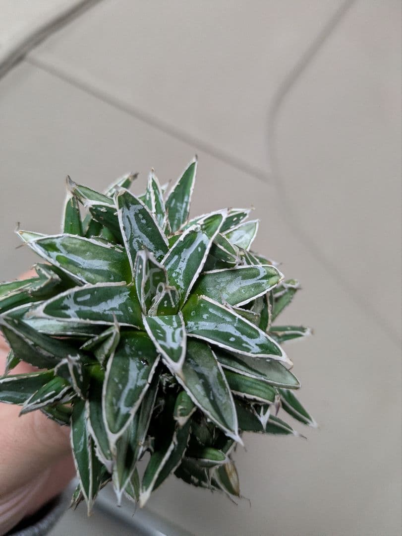 アガベ 姫笹の雪　白斑入　希少　姫笹の雪　子株沢山セット