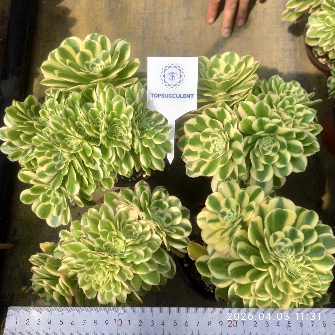 Top【選抜株】多肉植物　21923クラウド　フェアリー 20個　鉢無し/脱土