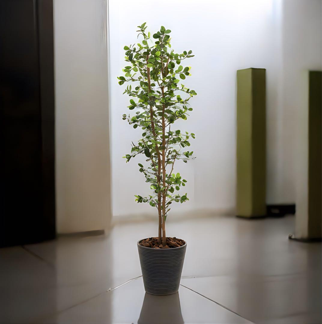 光触媒　人工観葉植物　ウォールグリーン　フェイクグリーン　ガジュマル160ajt