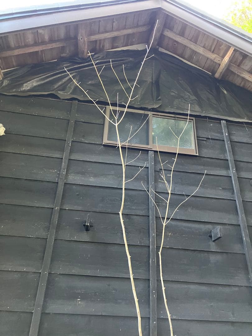 90 山採り　アオダモ