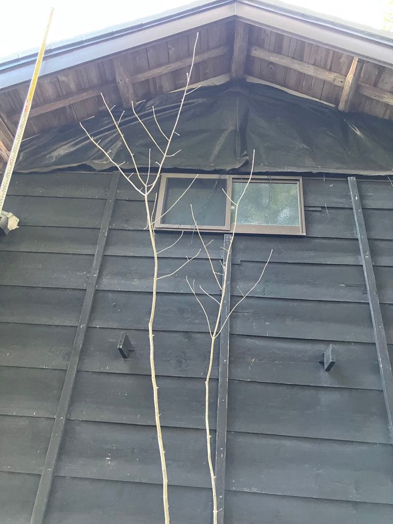 90 山採り　アオダモ