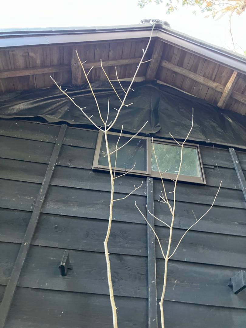 90 山採り　アオダモ