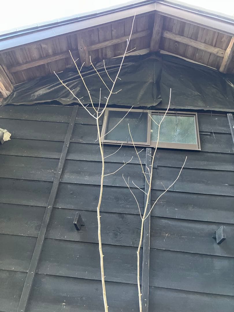 90 山採り　アオダモ