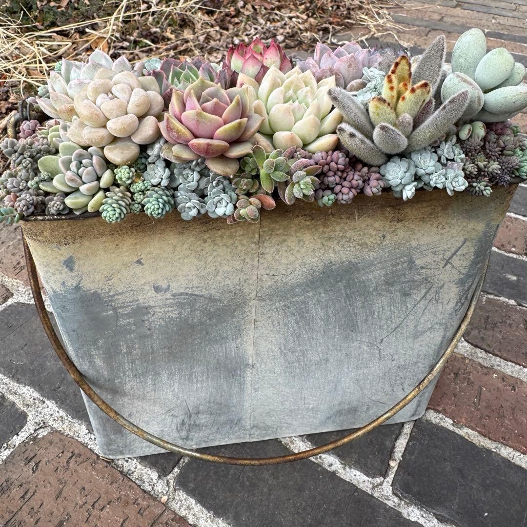 多肉植物　そのまま飾れる寄せ植え