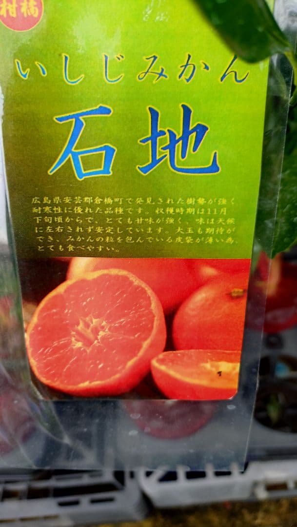 大人気企画！「せとか４年生」＆「石地苗木３年生」セット販売品！