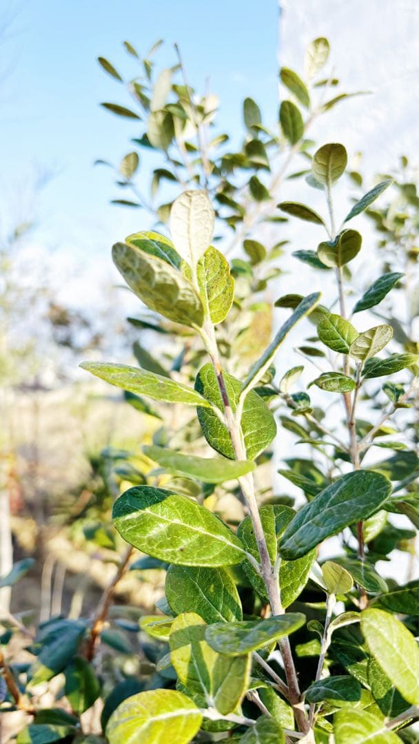 超逸品。フェイジョア株立ち1.4M(鉢底から)品番C