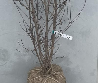 《現品》山法師(ヤマボウシ)株立ち　樹高1.6ｍ（根鉢含まず）17【苗木/植木】