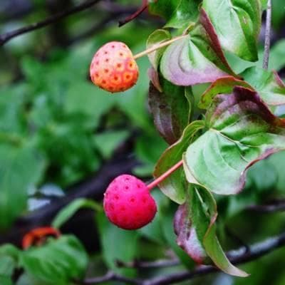 《現品》山法師(ヤマボウシ)株立ち　樹高1.6ｍ（根鉢含まず）17【苗木/植木】