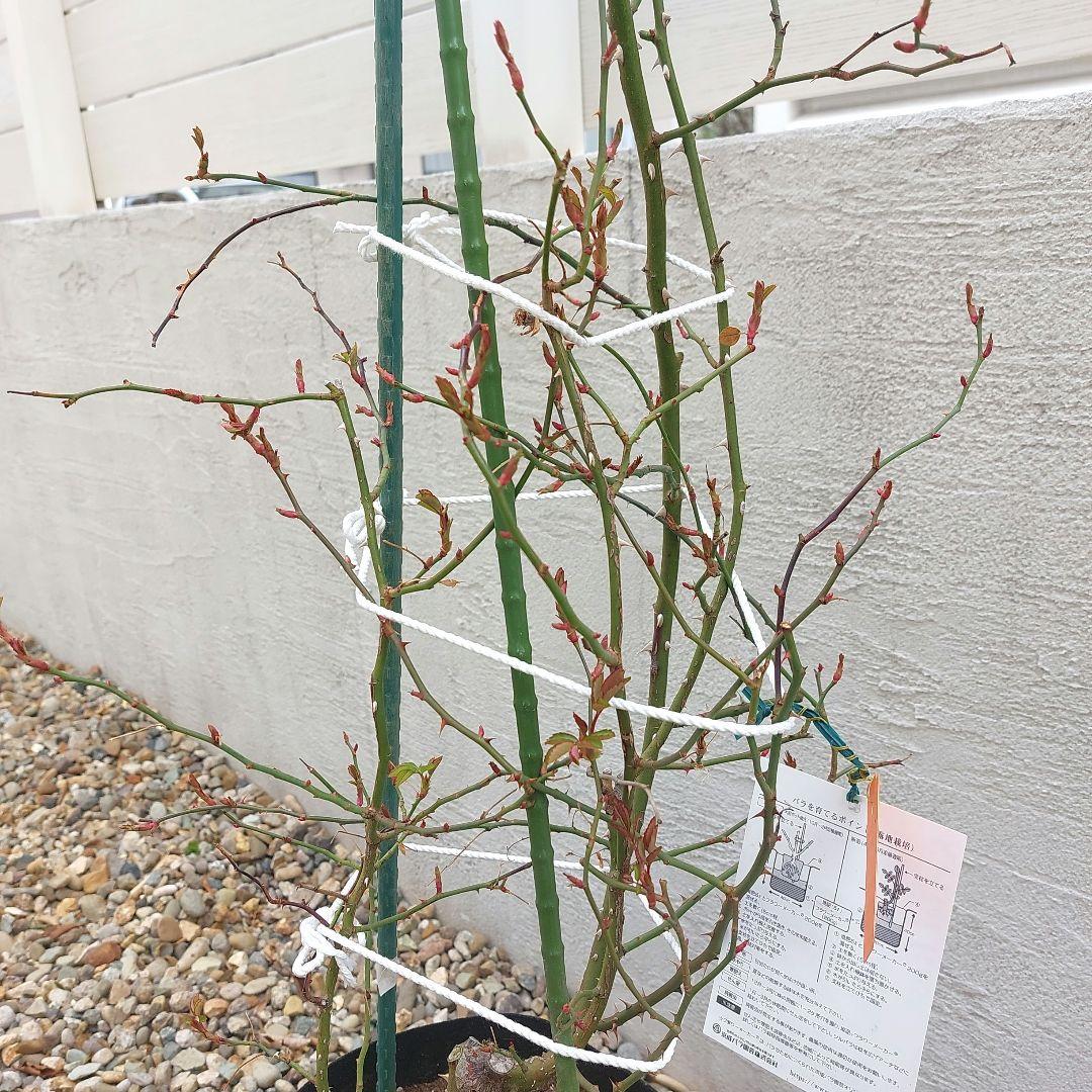 レイニーブルー　4年生　8号鉢 バラの苗木1.3m