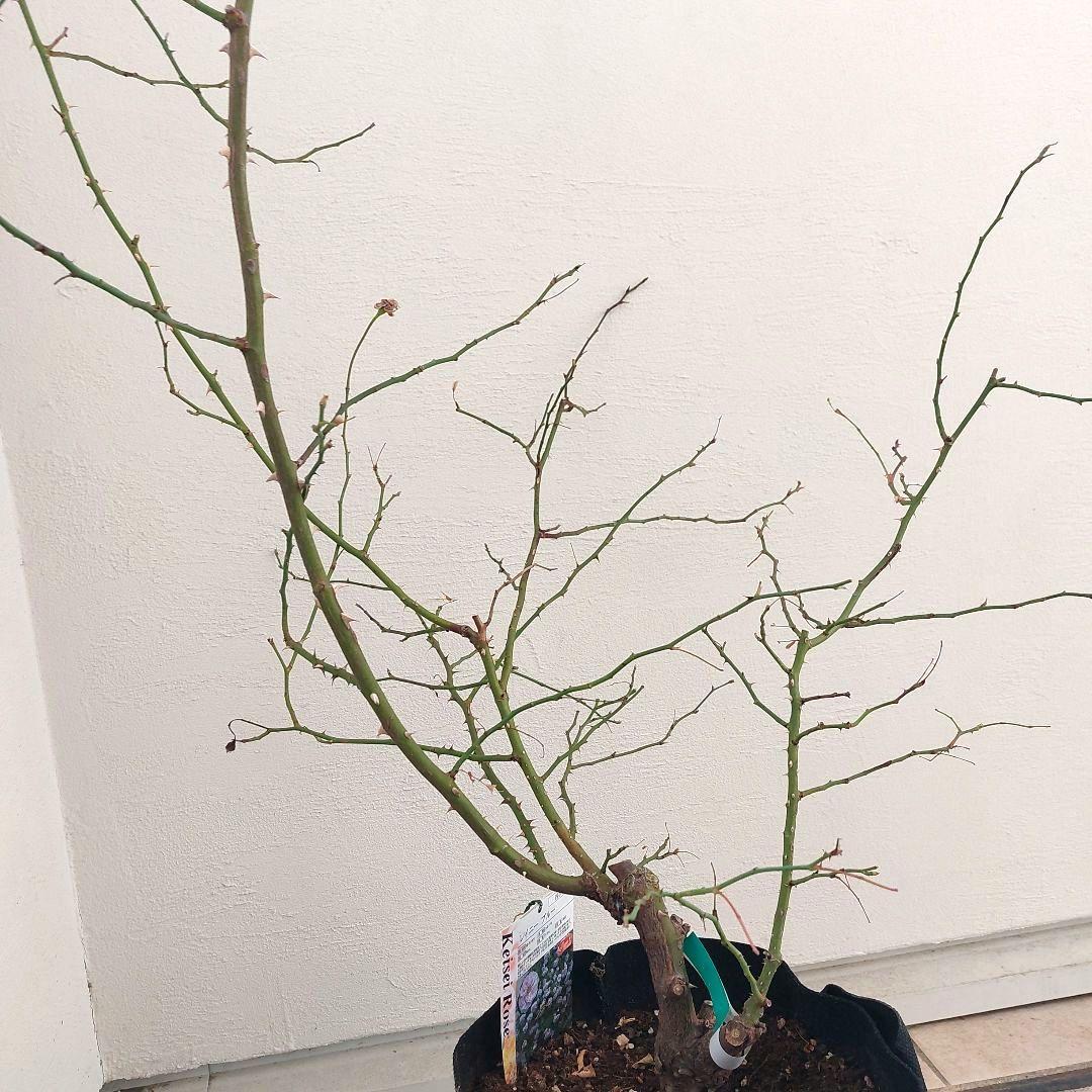 レイニーブルー　4年生　8号鉢 バラの苗木1.3m