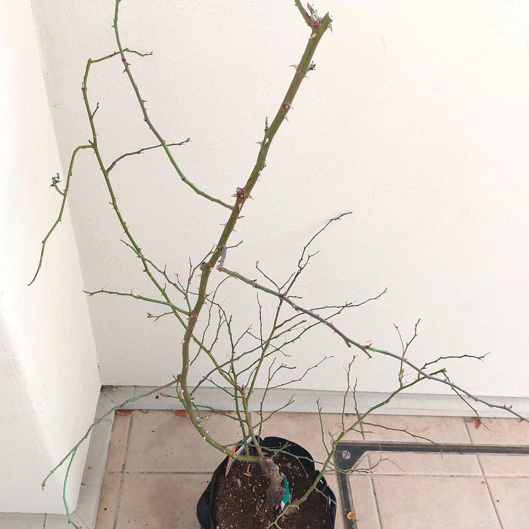 レイニーブルー　4年生　8号鉢 バラの苗木1.3m