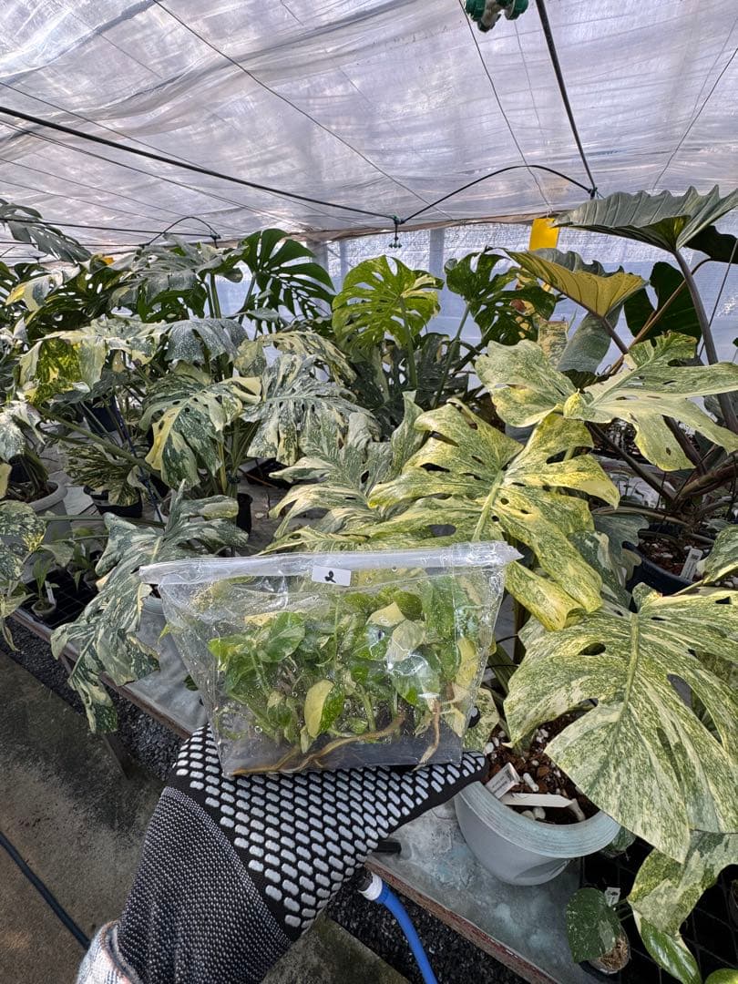 2モンステラ　タイコンステレーション　美斑入り　組織培養苗　30株まとめ