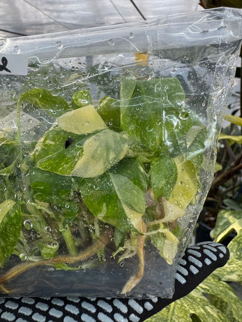 2モンステラ　タイコンステレーション　美斑入り　組織培養苗　30株まとめ