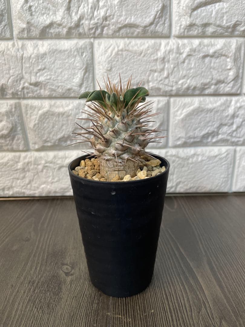 パキポディウムナマクアナム　塊根植物 約10cm 黒鉢　新芽どんどん出てます！