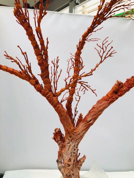 【セール❗️】天然アップル珊瑚　置物