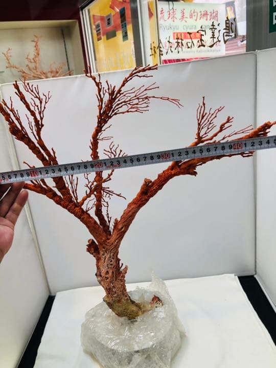 【セール❗️】天然アップル珊瑚　置物