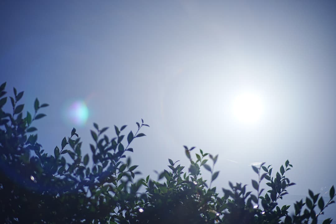 レンズ(単焦点) Carl Zeiss Planar 85mm F1.4 AEG 432