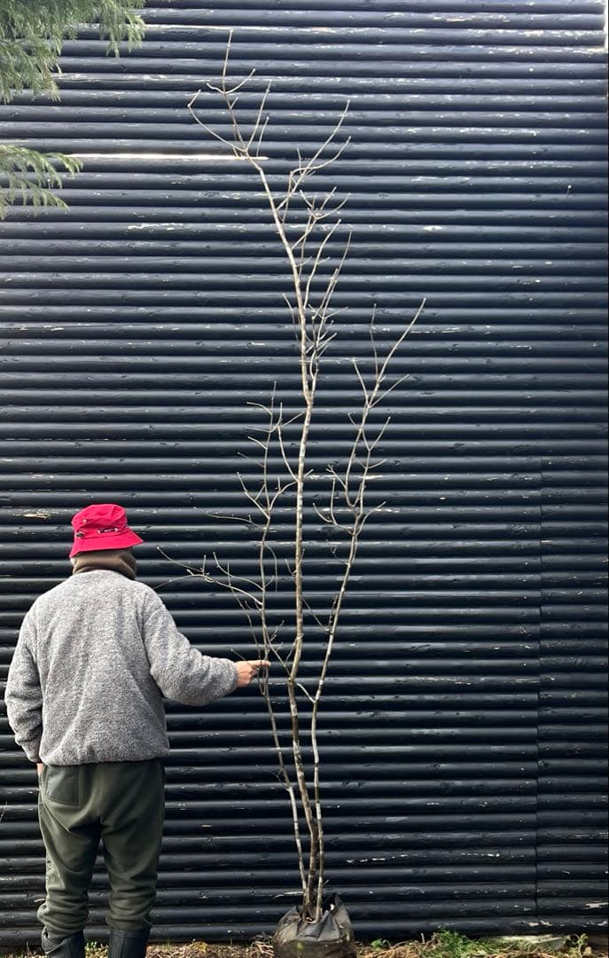 山採り天然　アオダモ　３本株立ち　2