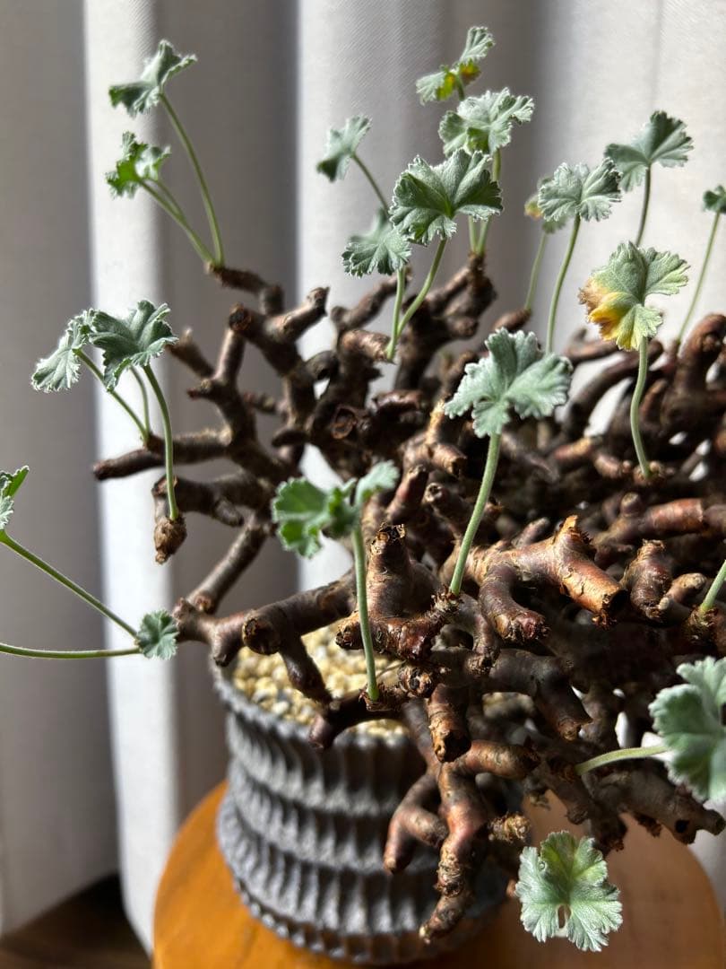 超良型ペラルゴニウムミラビレ パキポディウム 現地球 発根済パキプス陶器鉢