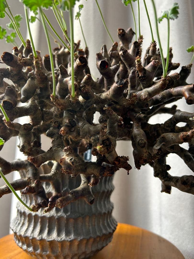 超良型ペラルゴニウムミラビレ パキポディウム 現地球 発根済パキプス陶器鉢