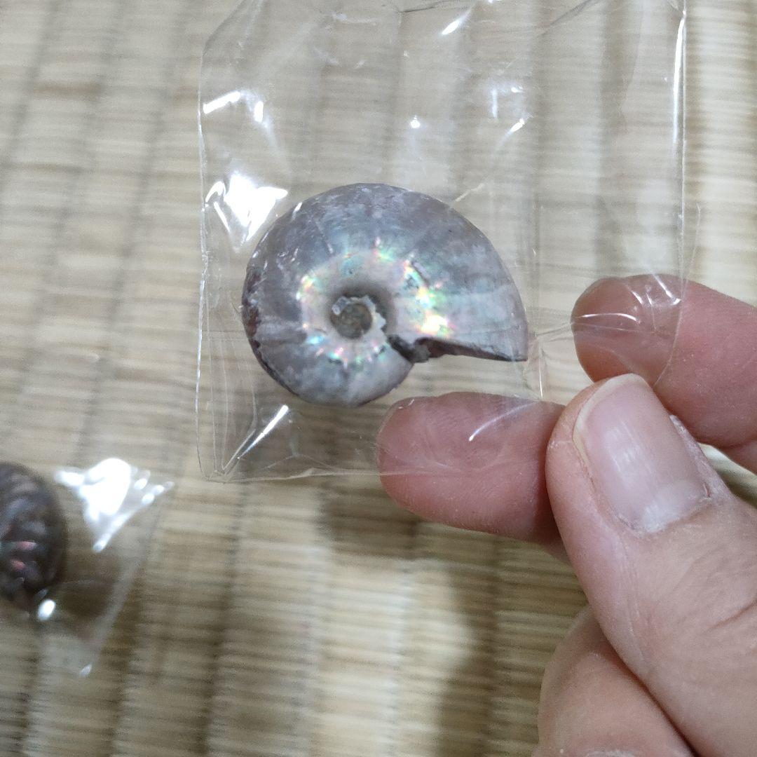 三葉虫の化石