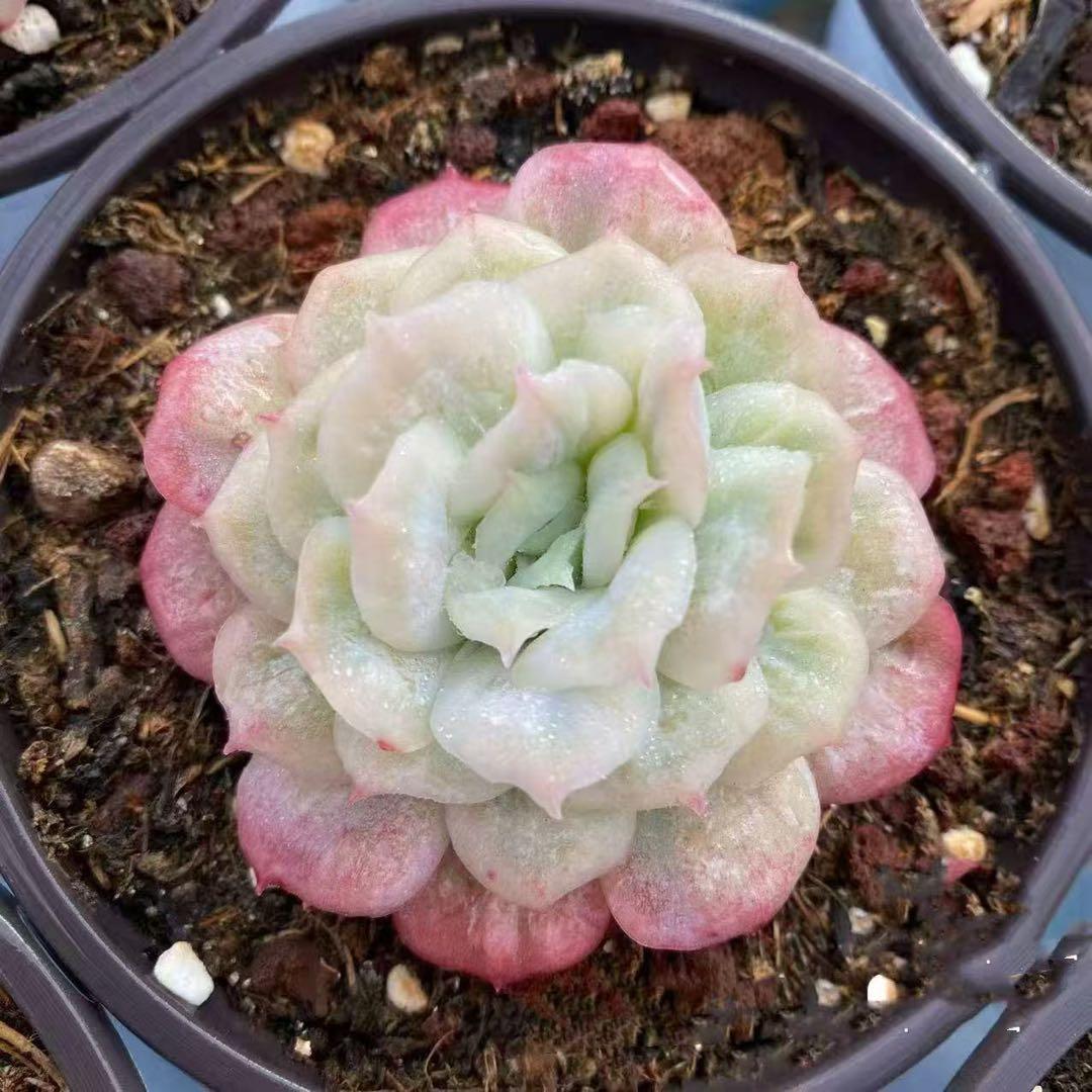 新品種　チュールスカート /Hades 多肉植物　エケベリア 写真1 2状態像