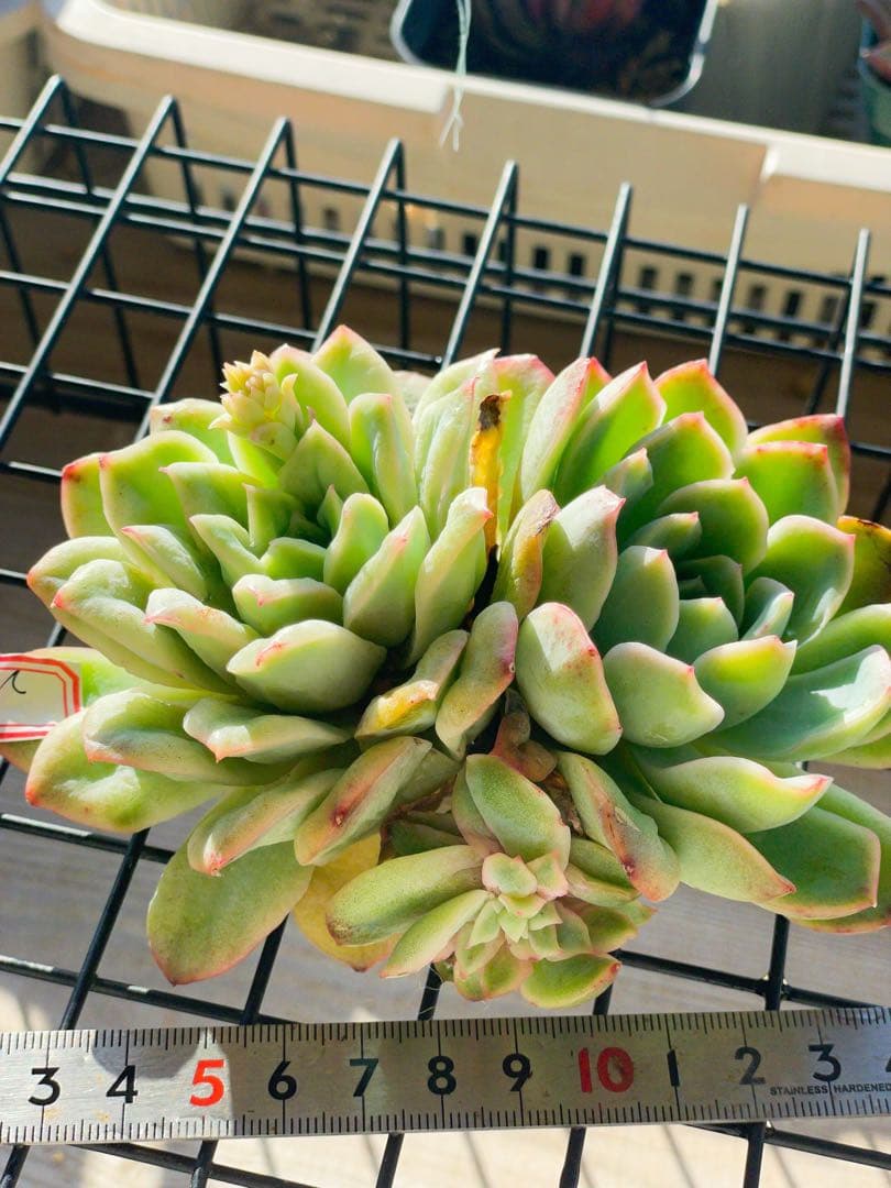 新品種　チュールスカート /Hades 多肉植物　エケベリア 写真1 2状態像