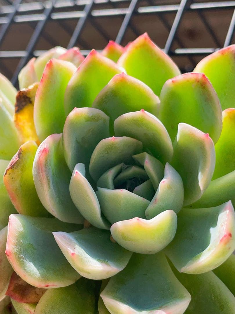 新品種　チュールスカート /Hades 多肉植物　エケベリア 写真1 2状態像