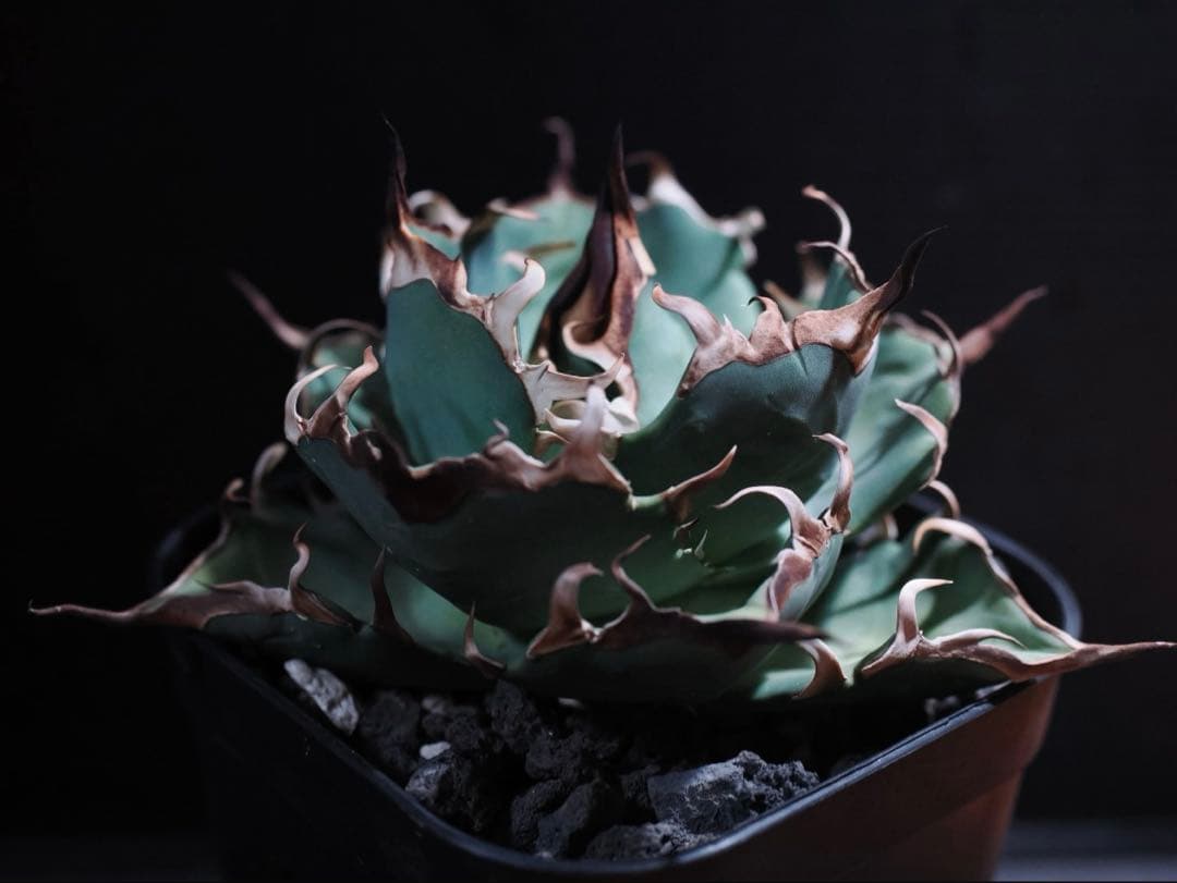 アガベ　ハデス　中株