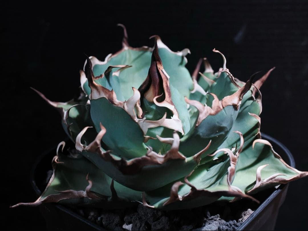 アガベ　ハデス　中株