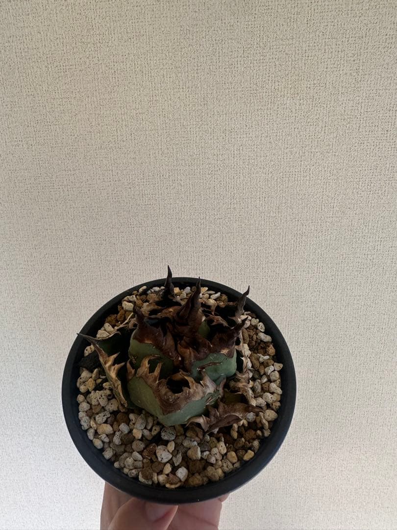 アガベ チタノタ　不良　子株